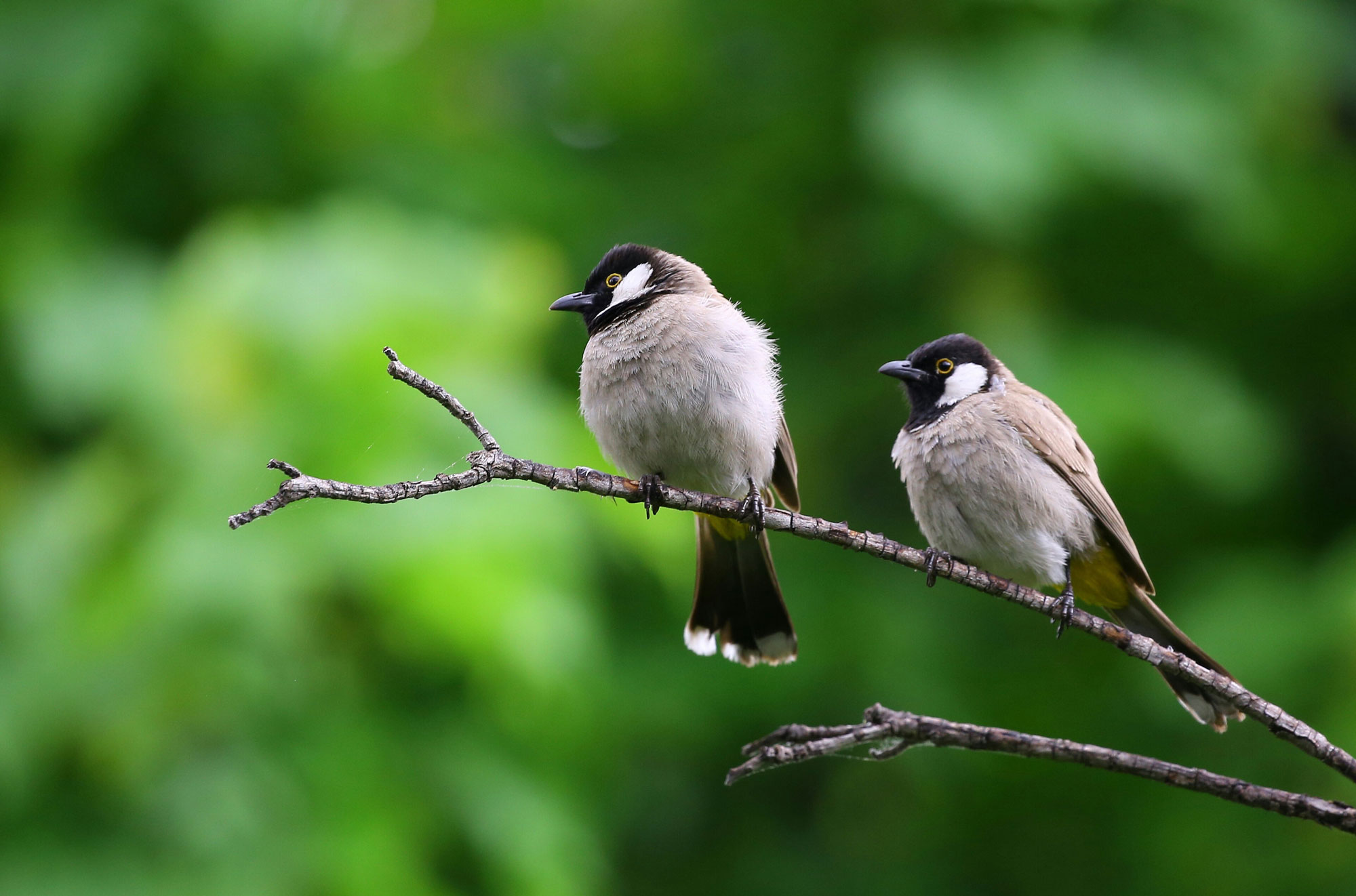 2 birds