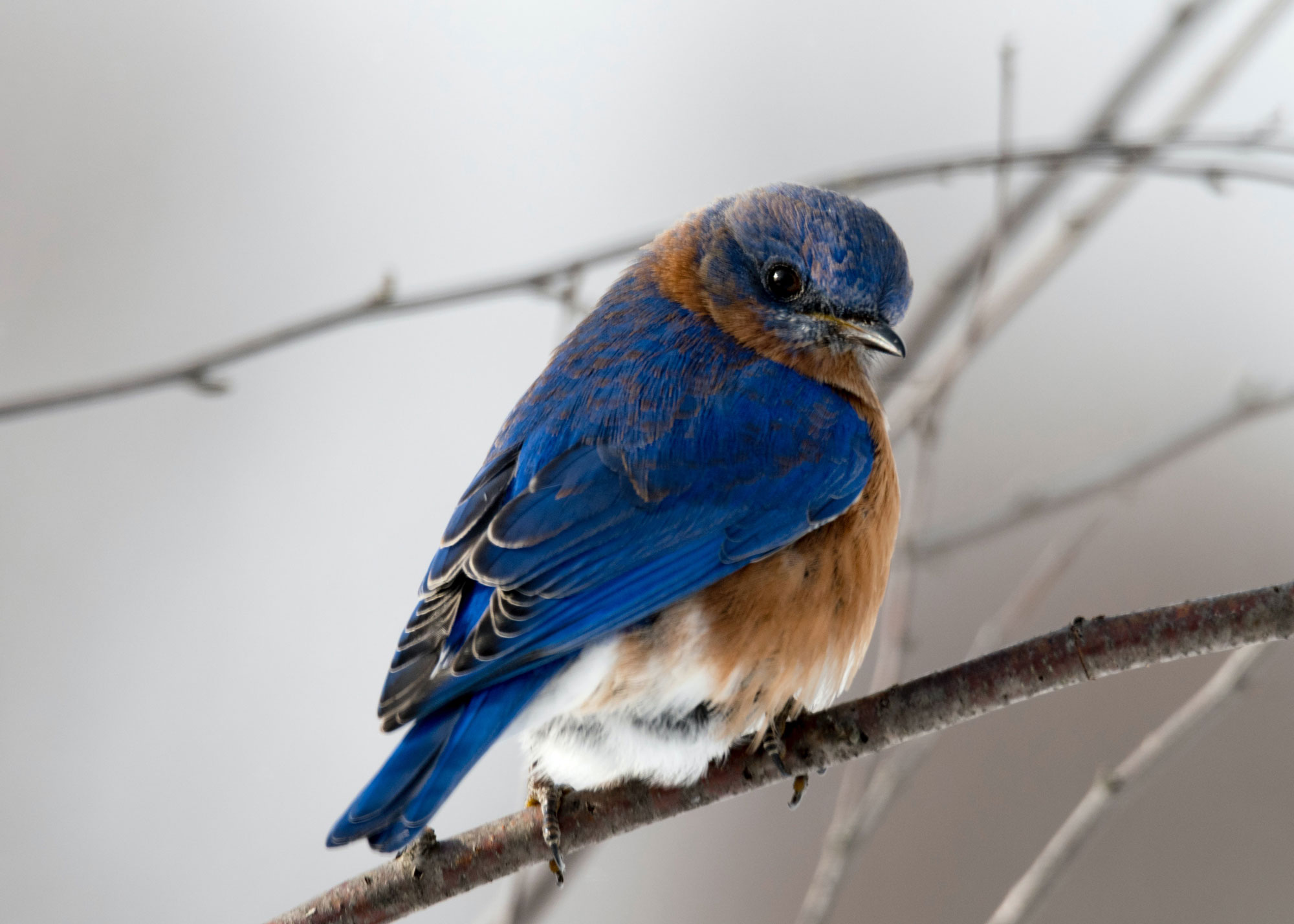 1 bird