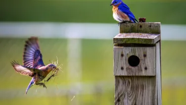 2 birds